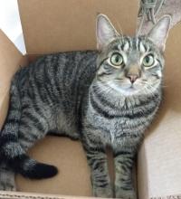 Pickles the cat
